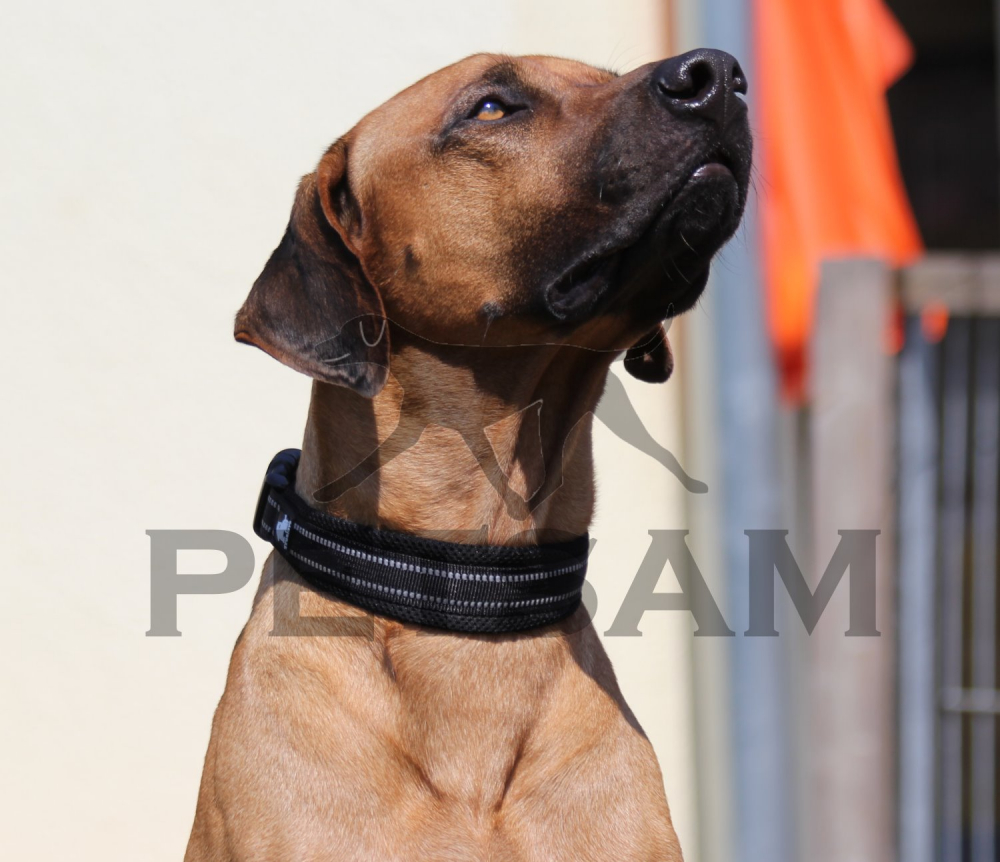 TL-Halsband Schwarz
